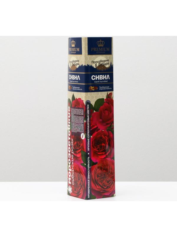 Саженец розы Сивил Весна 2024, 1 шт.