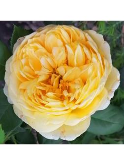 Роза Голден Селебрейшн, Весна 2024, 1 шт.