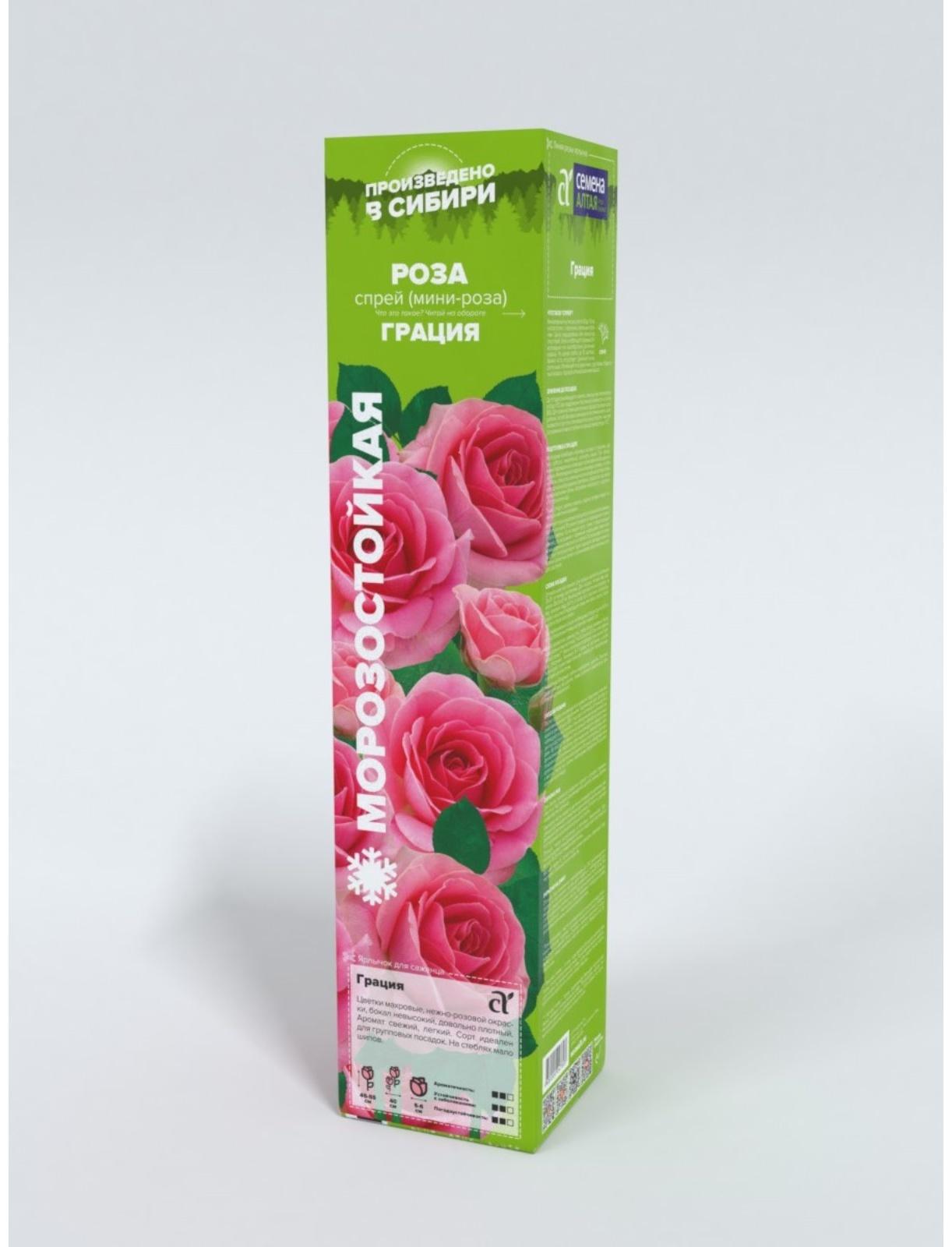 Роза Грация, Весна 2024, 1 шт.
