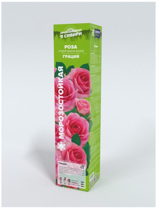 Роза Грация, Весна 2024, 1 шт.