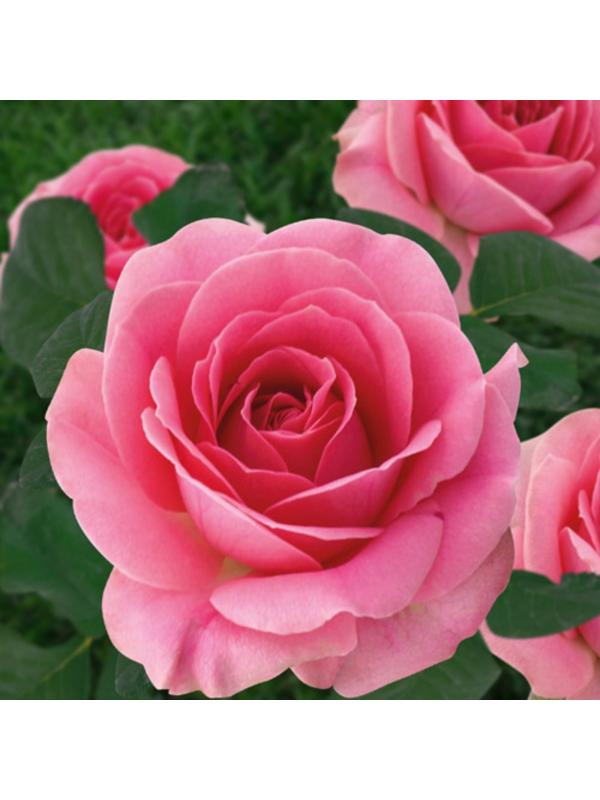 Роза Грация, Весна 2024, 1 шт.