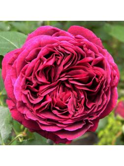 Роза Сольфеджио, Весна 2024, 1 шт.