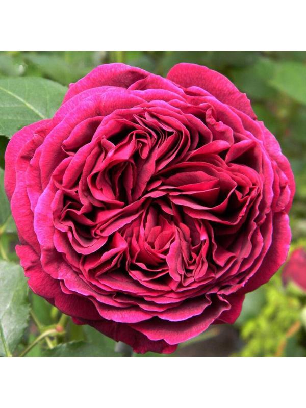 Роза Сольфеджио, Весна 2024, 1 шт.