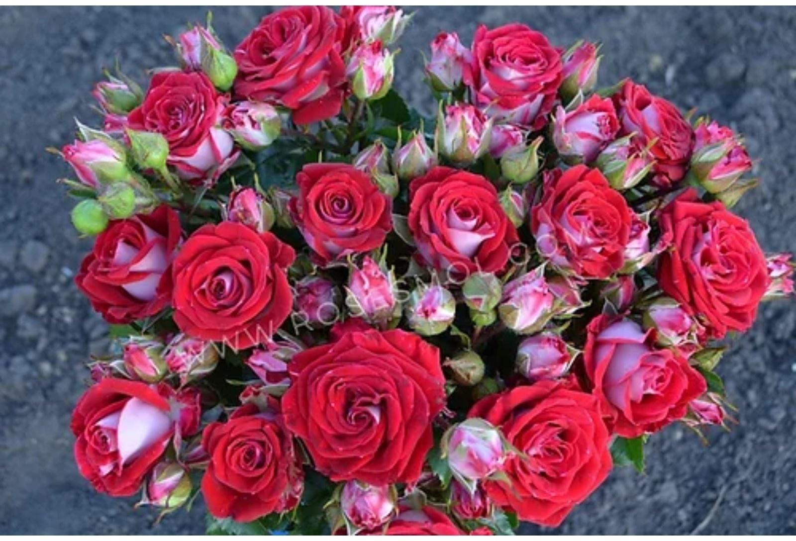 Саженец Розы Спрей 