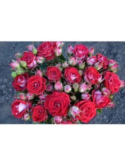 Саженец Розы Спрей 