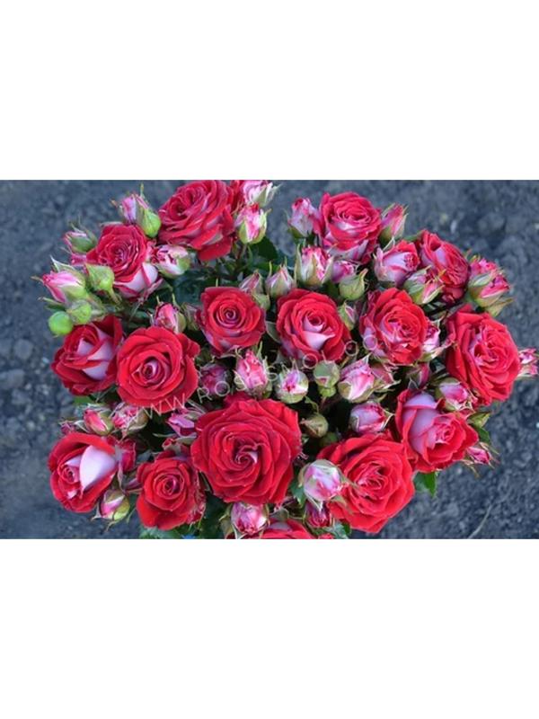 Саженец Розы Спрей 