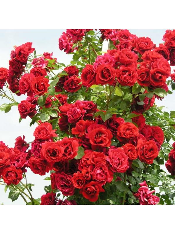 Саженец Розы Плетистая 