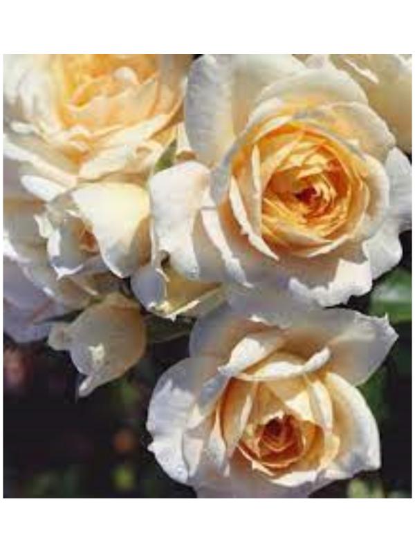 Саженец Розы Флорибунда 