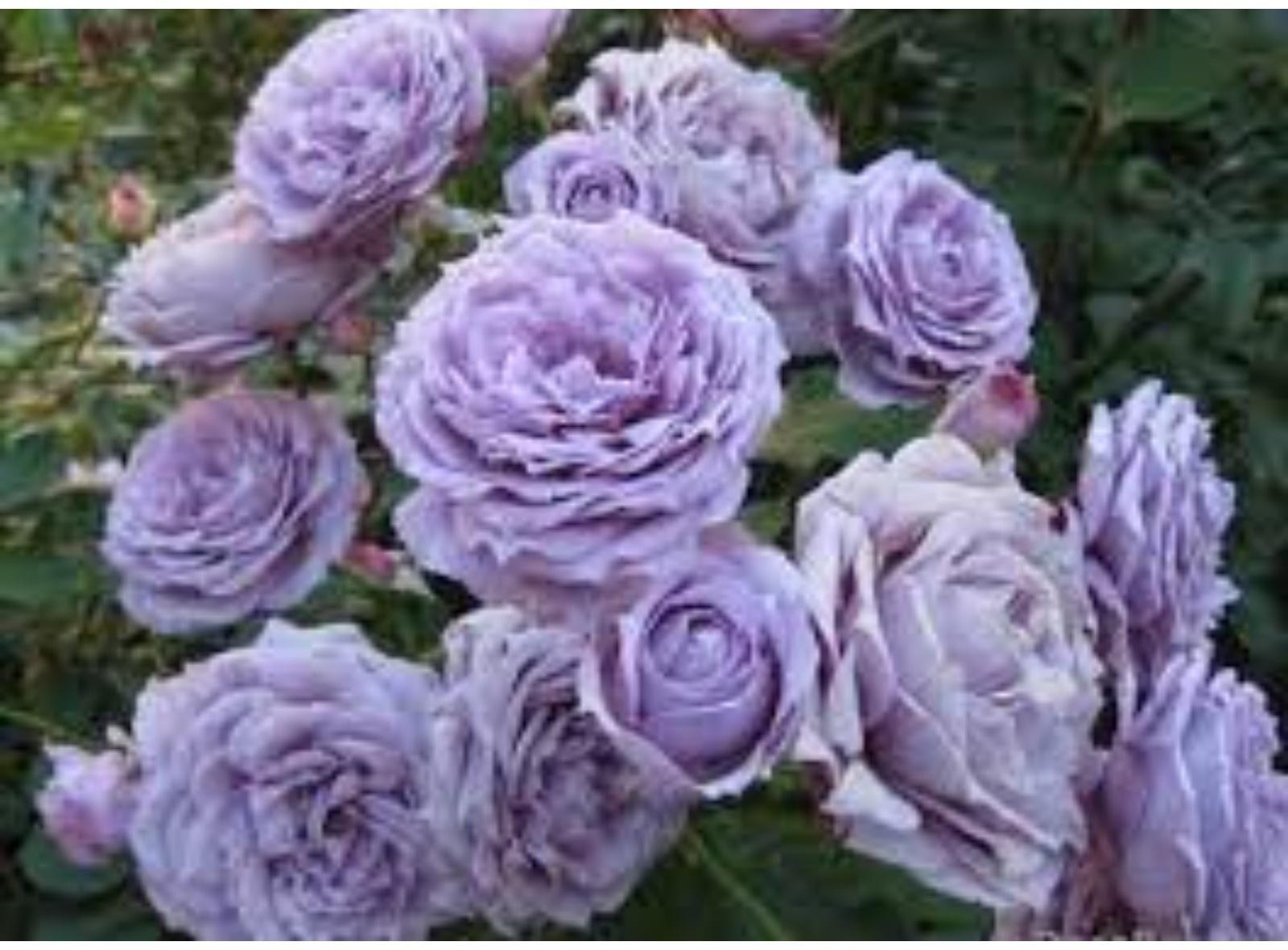 Саженец Розы Флорибунда 