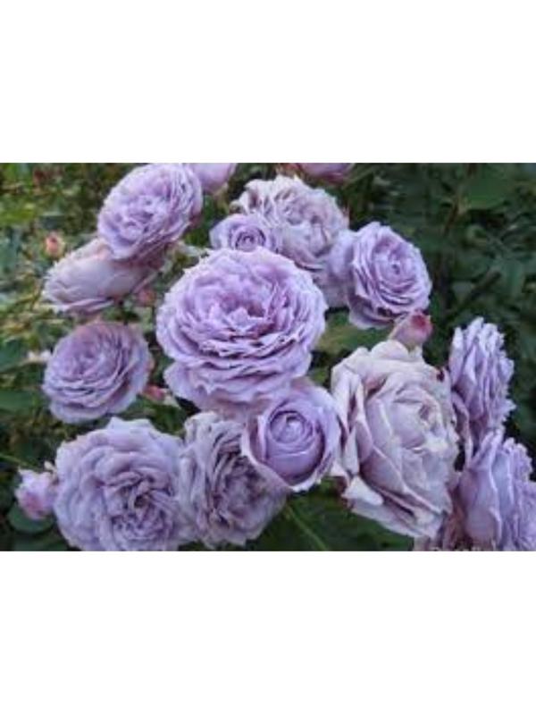 Саженец Розы Флорибунда 