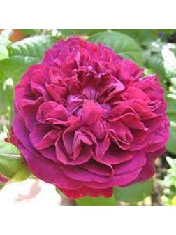 Саженец Розы Парковая 