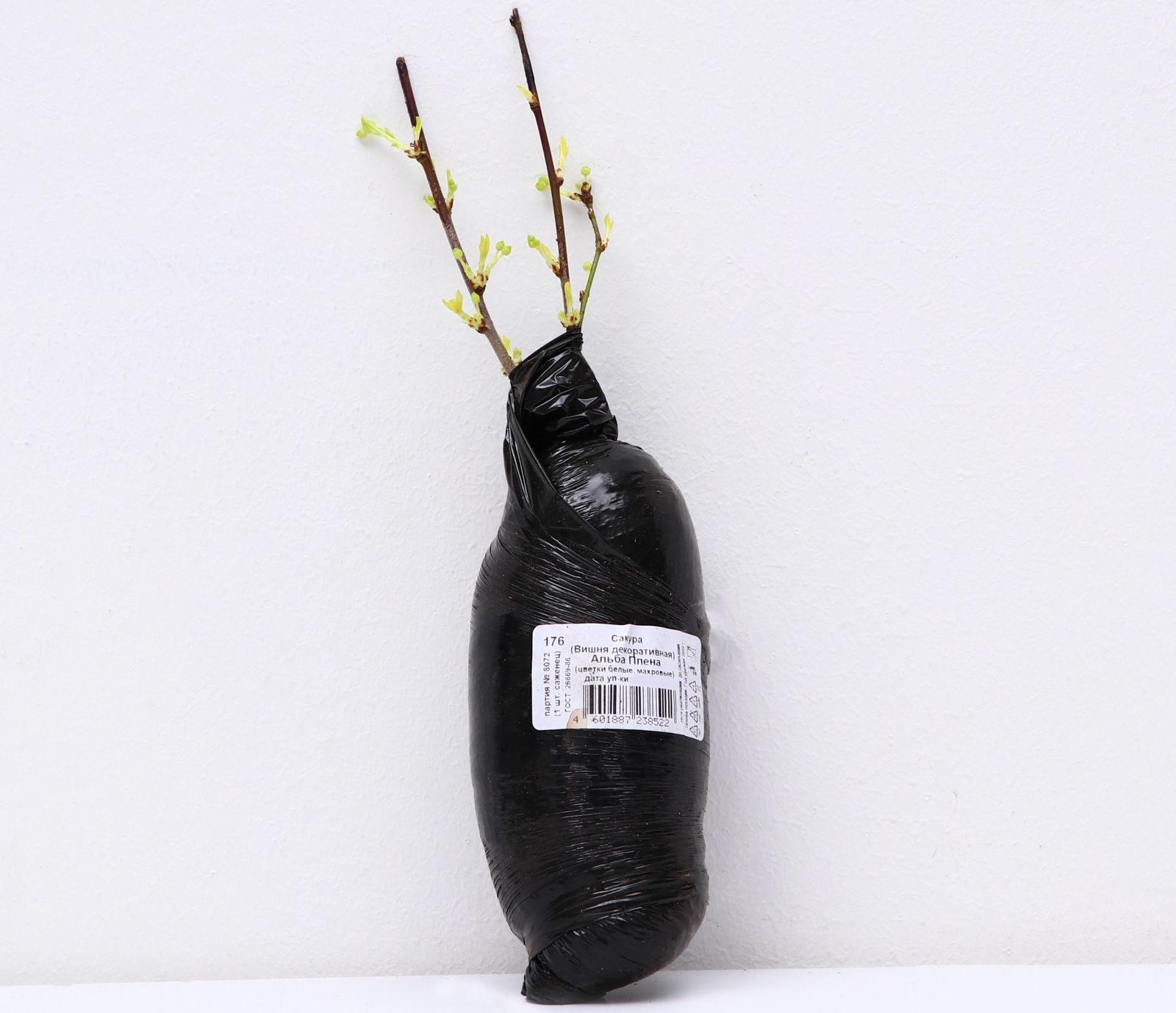 Сакура (Вишня декоративная) 