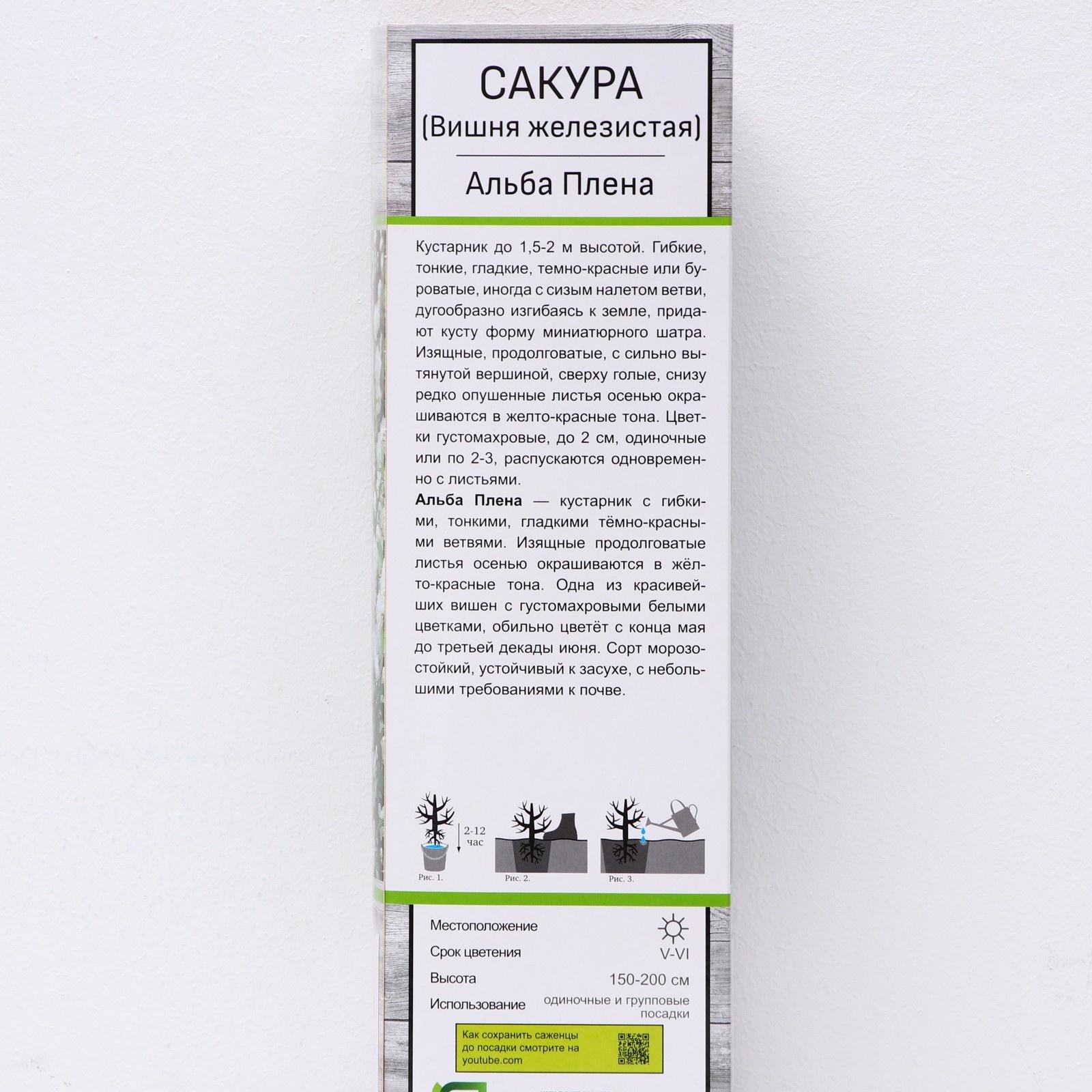 Сакура (Вишня декоративная) 