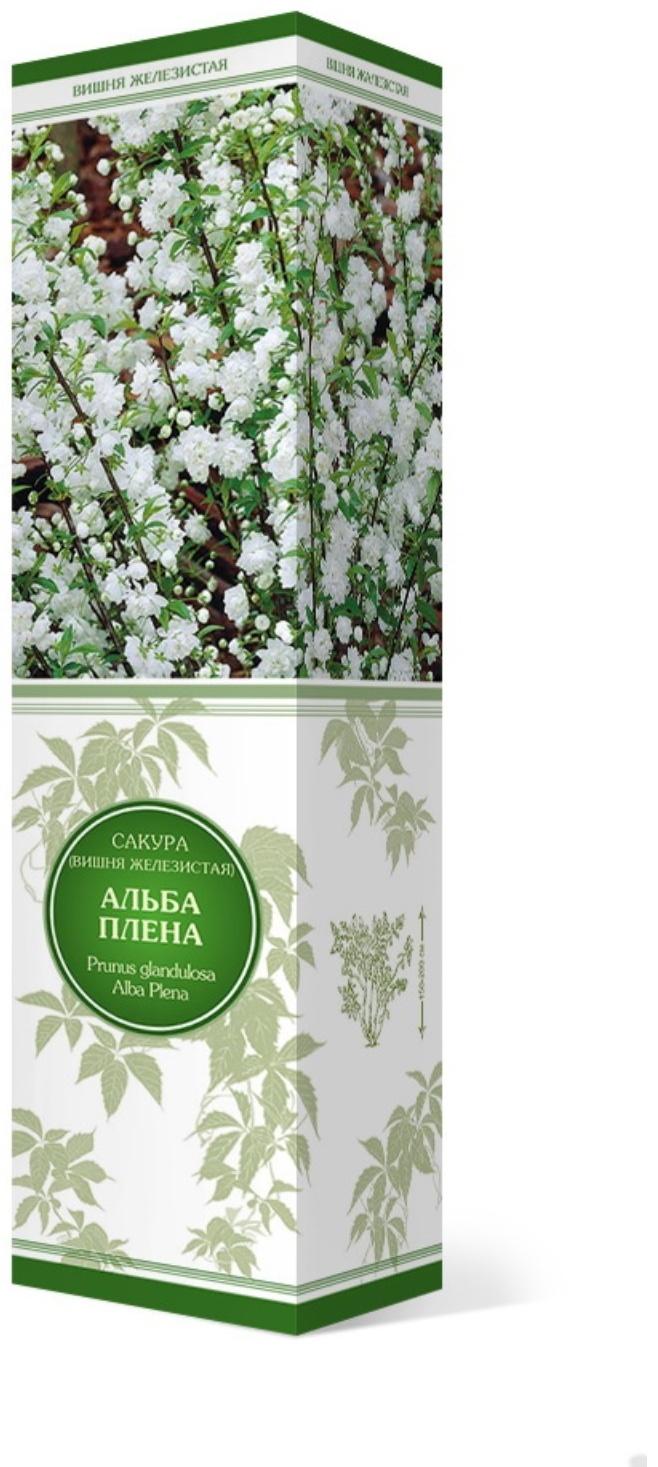 Сакура (Вишня декоративная) 