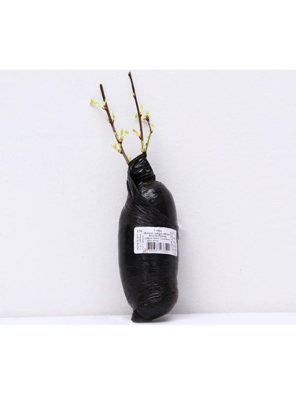 Сакура (Вишня декоративная) 