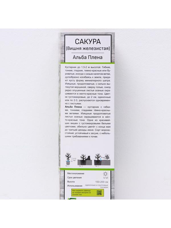 Сакура (Вишня декоративная) 