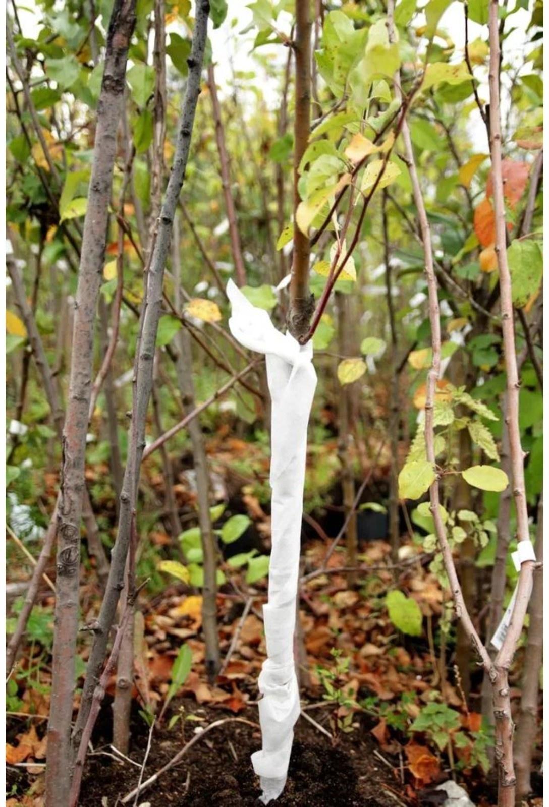 Бинт садовый, 10 × 0,12 м, спанбонд с УФ-стабилизатором, белый