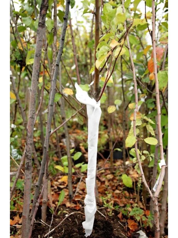 Бинт садовый, 10 × 0,12 м, спанбонд с УФ-стабилизатором, белый