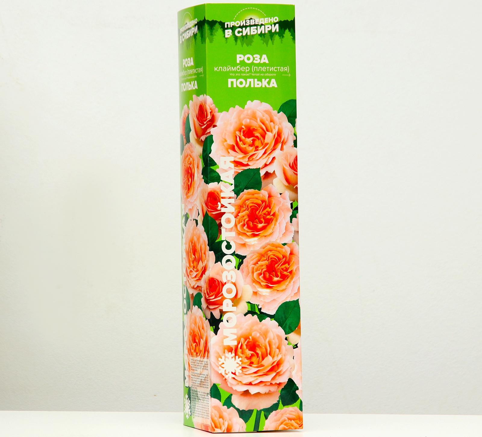 Саженец розы Полька, 1шт