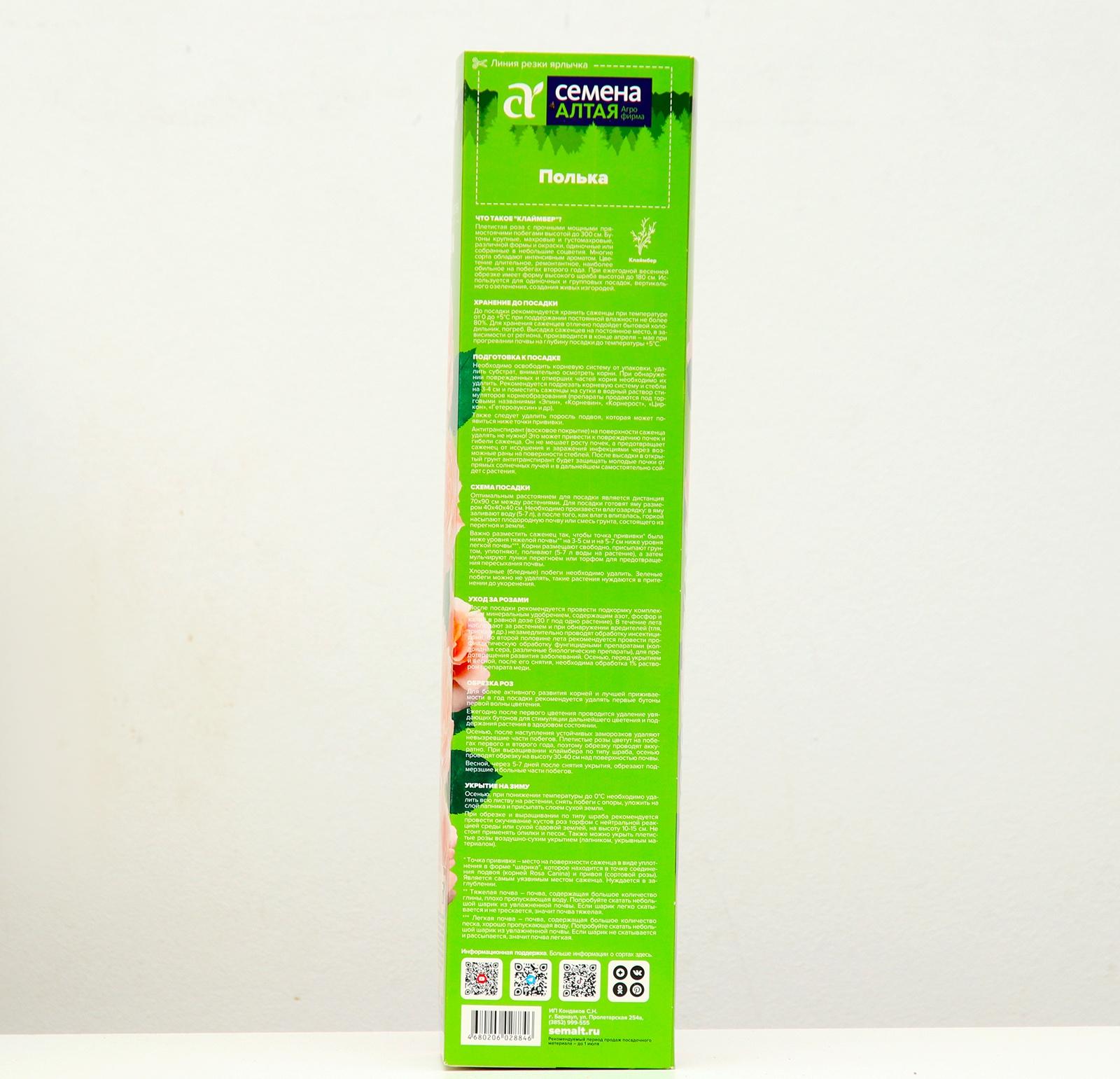 Саженец розы Полька, 1шт