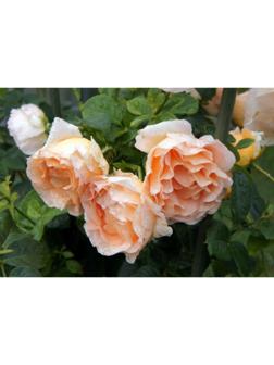 Саженец розы Полька, 1шт