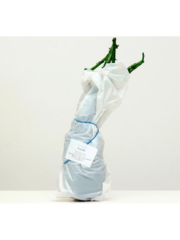 Саженец розы Полька, 1шт