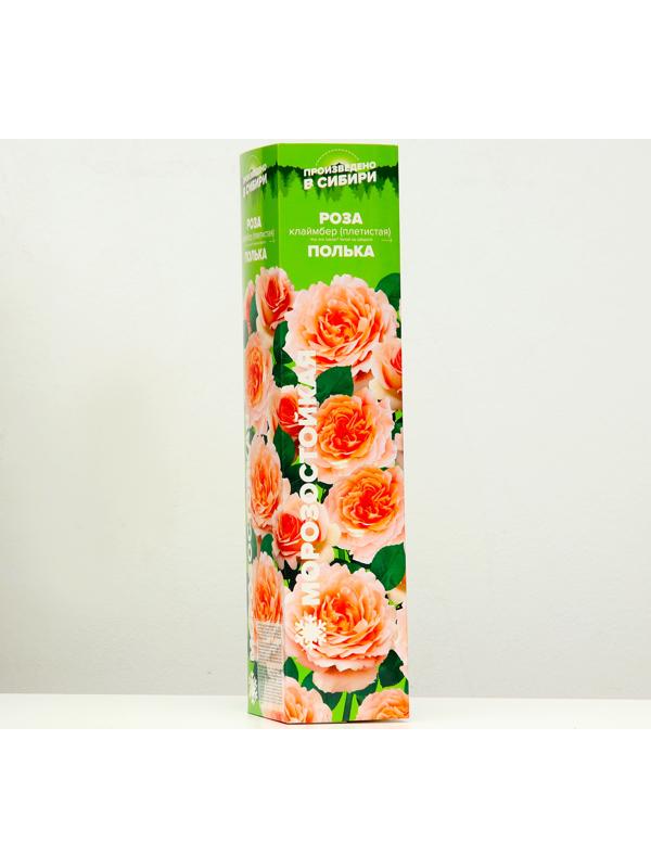 Саженец розы Полька, 1шт