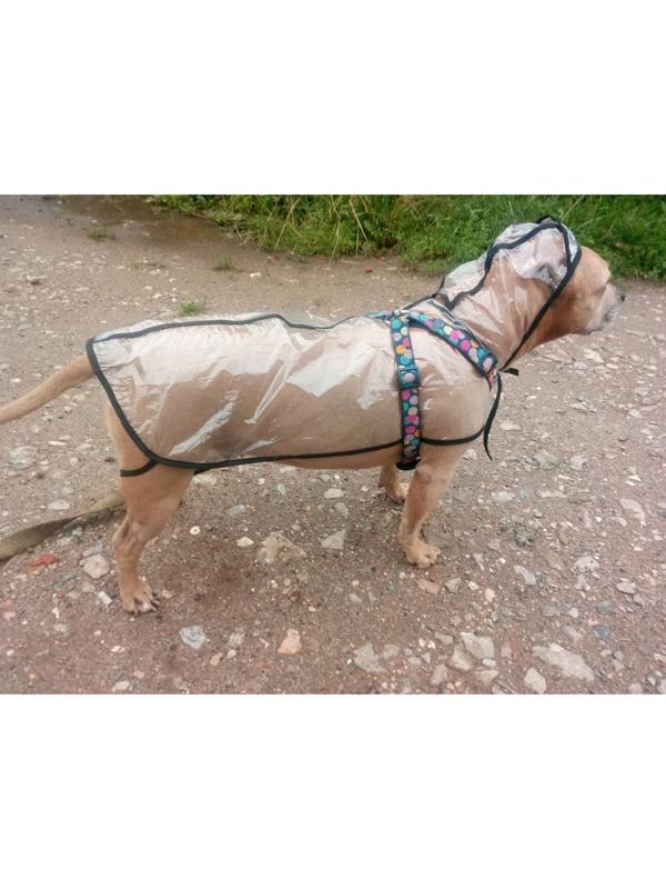 Дождевик с капюшоном для собак OSSO, р. 25 (ДС 25 см), прозрачный, окантовка микс цветов