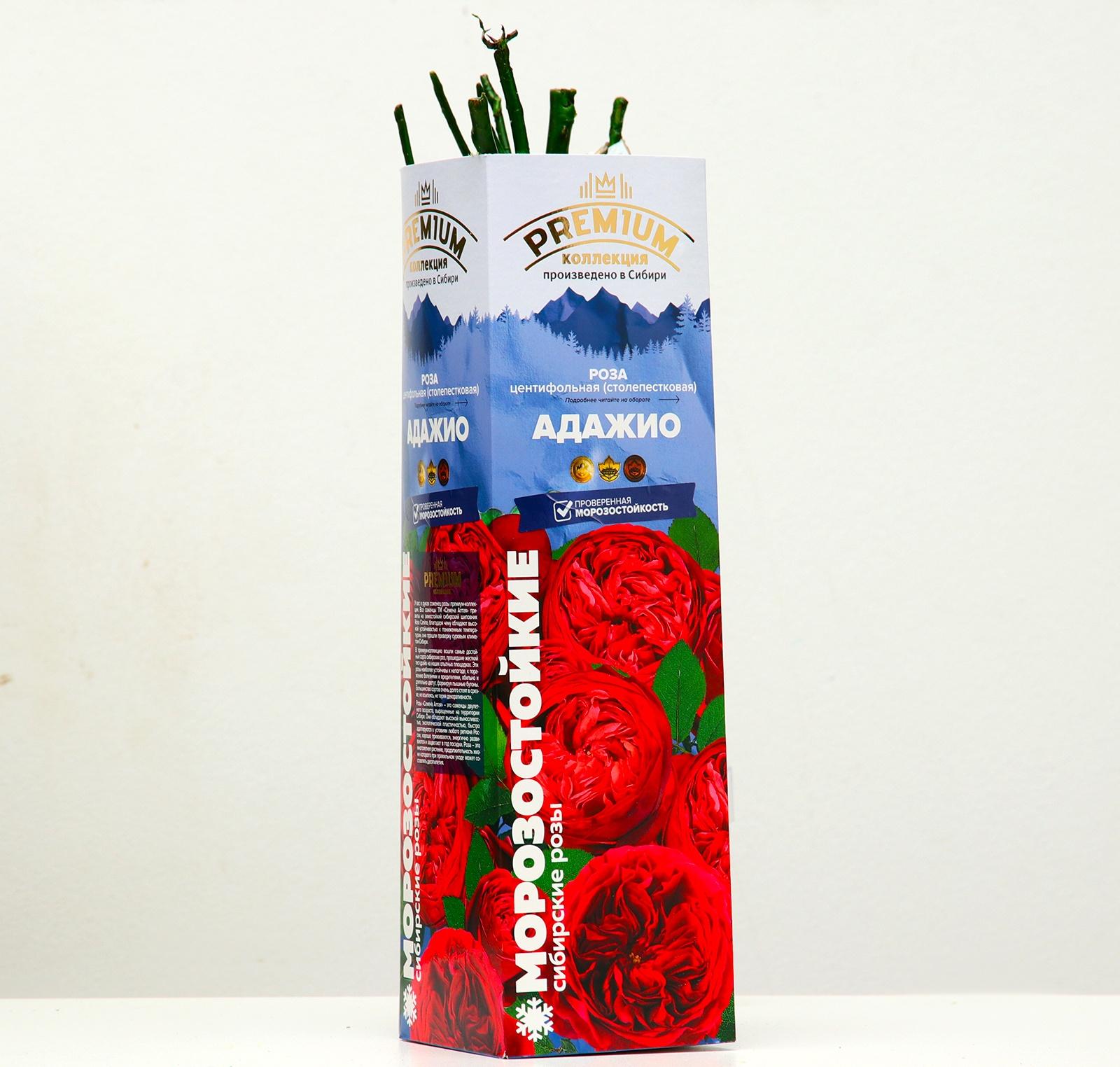 Саженец розы Адажио Серия 