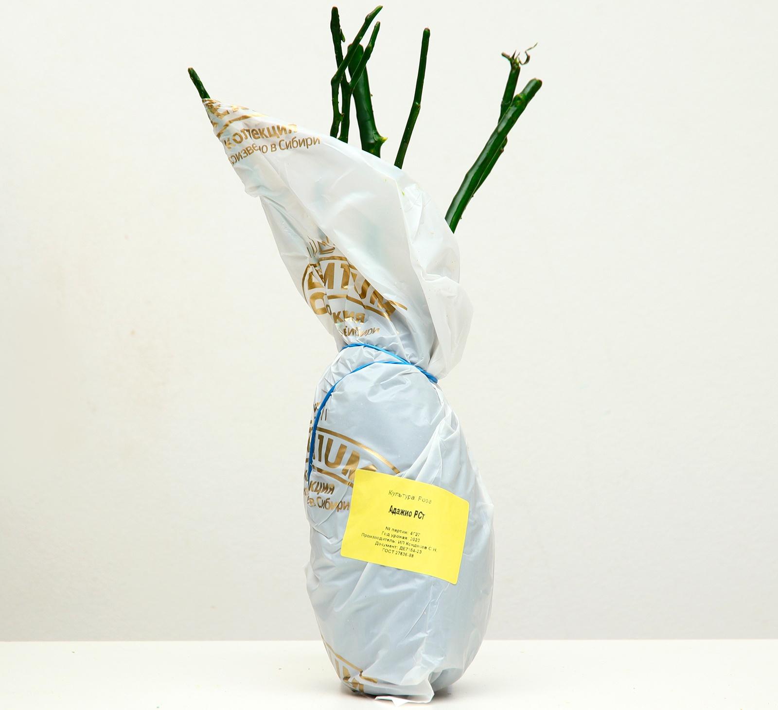 Саженец розы Адажио Серия 