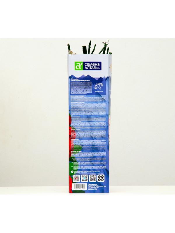 Саженец розы Адажио Серия 