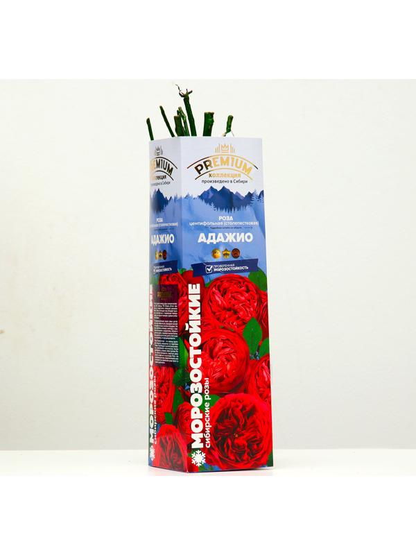 Саженец розы Адажио Серия 