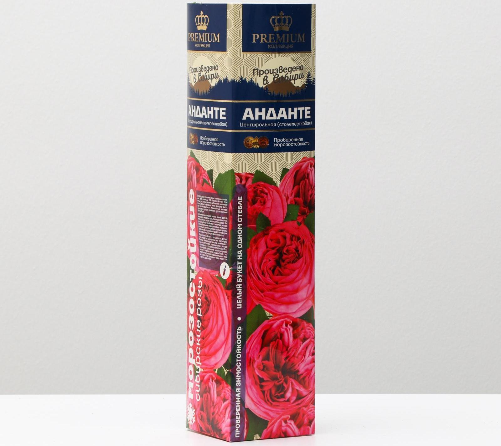 Саженец розы Анданте Весна 2024, 1 шт.