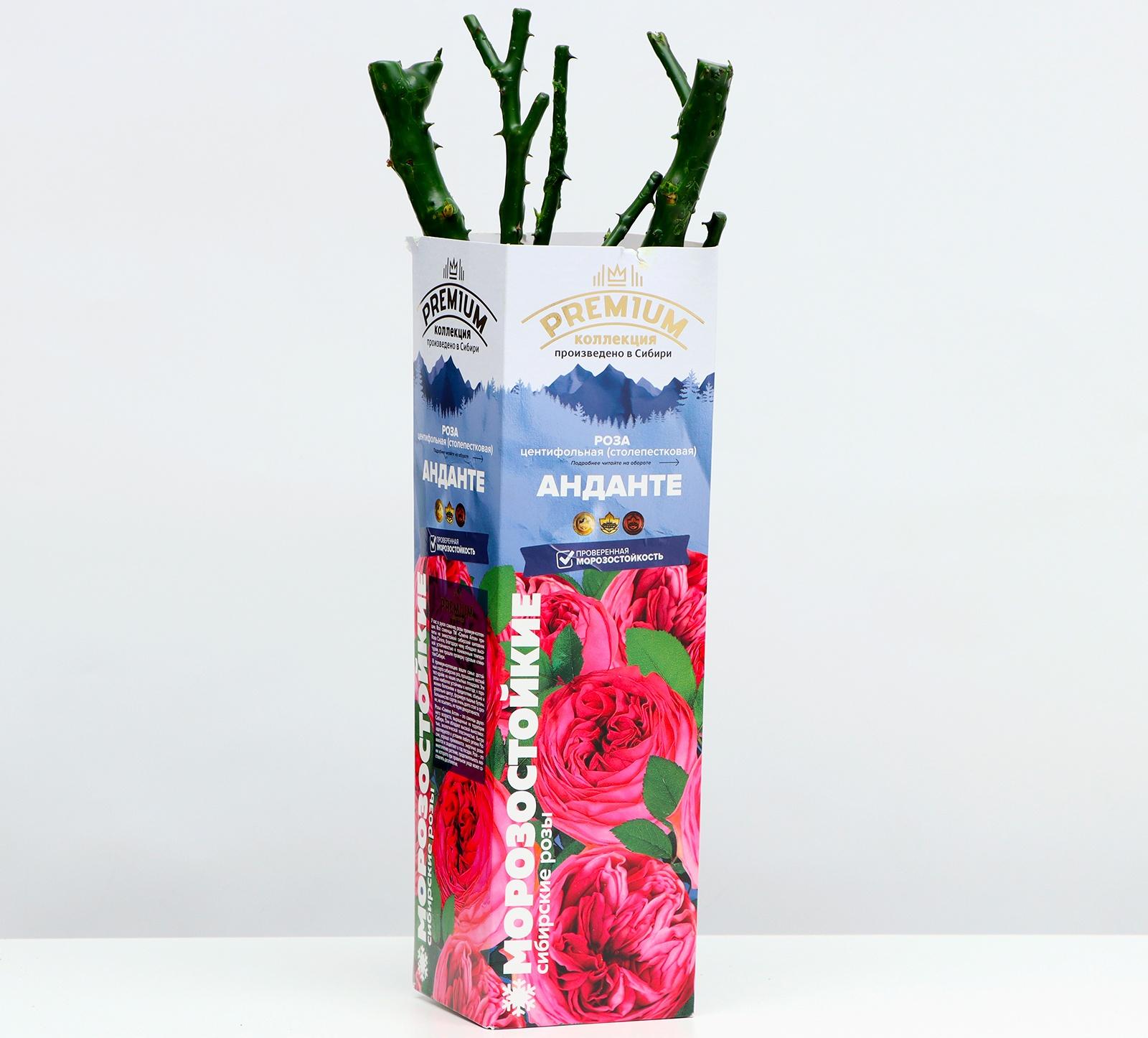 Саженец розы Анданте Весна 2024, 1 шт.