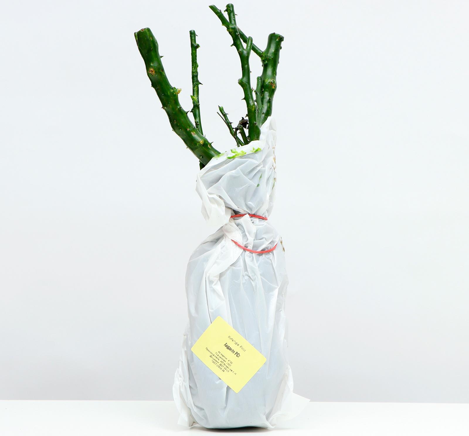 Саженец розы Анданте Весна 2024, 1 шт.