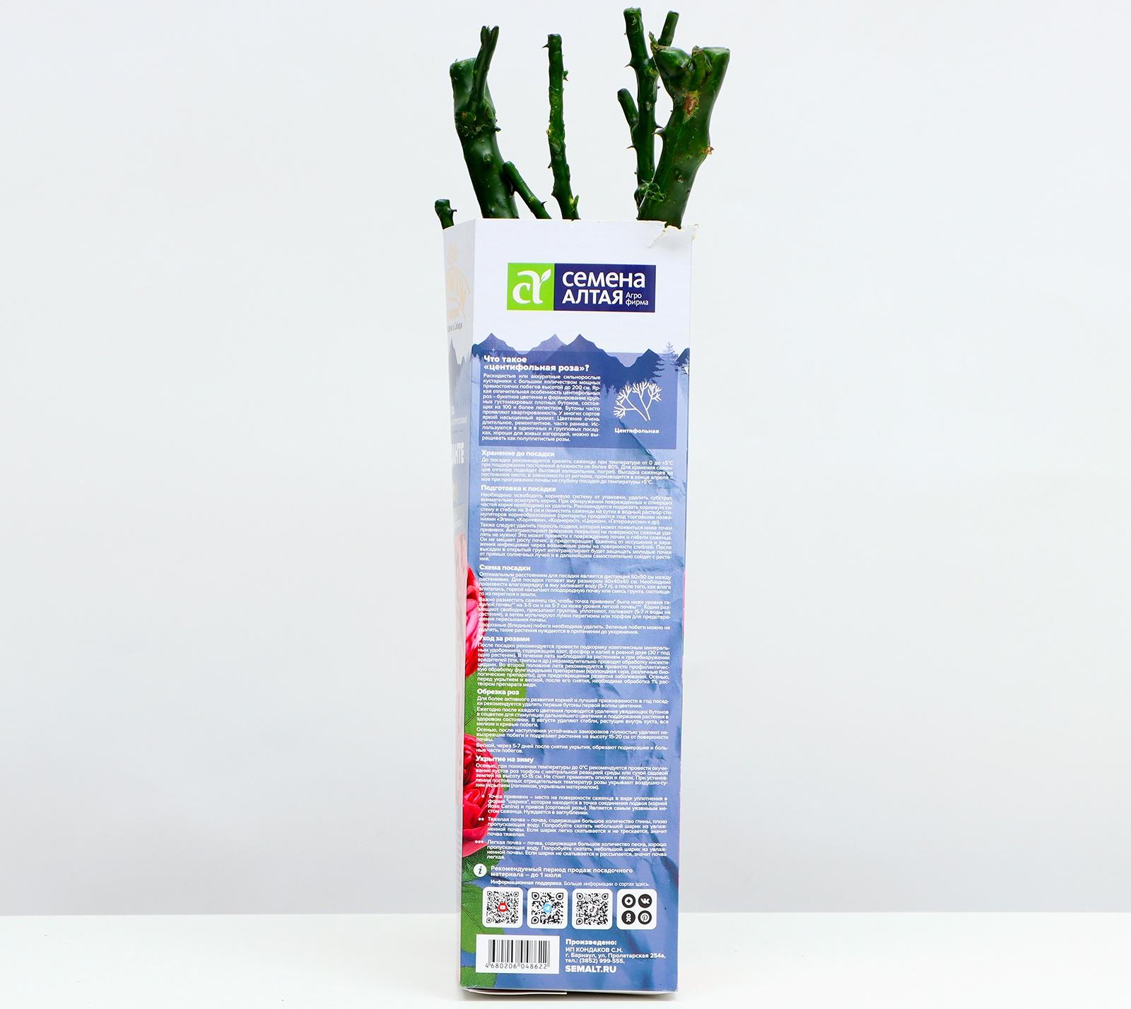 Саженец розы Анданте Весна 2024, 1 шт.