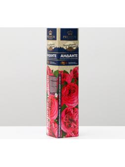 Саженец розы Анданте Весна 2024, 1 шт.