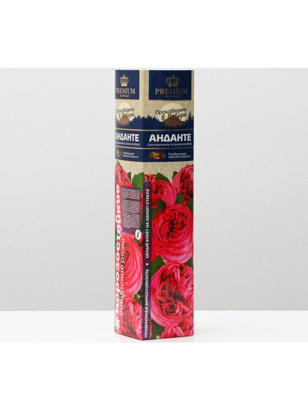 Саженец розы Анданте Весна 2024, 1 шт.