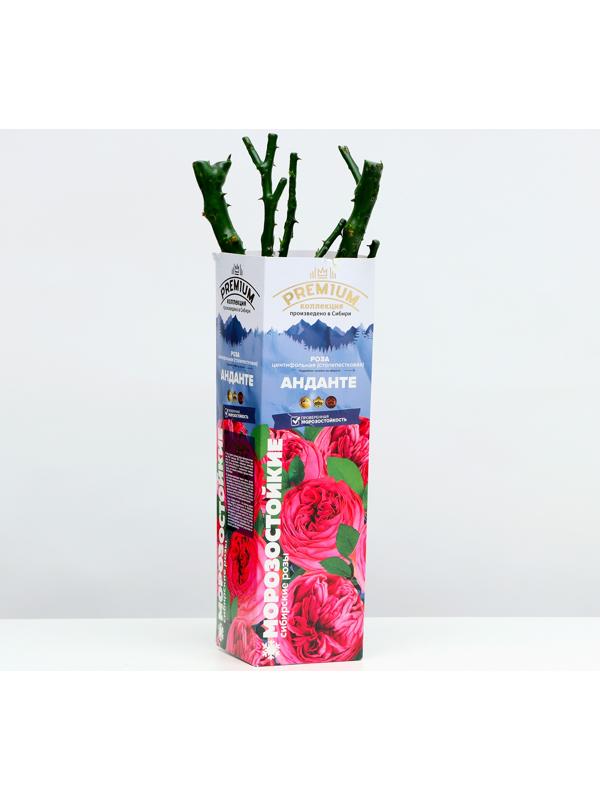 Саженец розы Анданте Весна 2024, 1 шт.