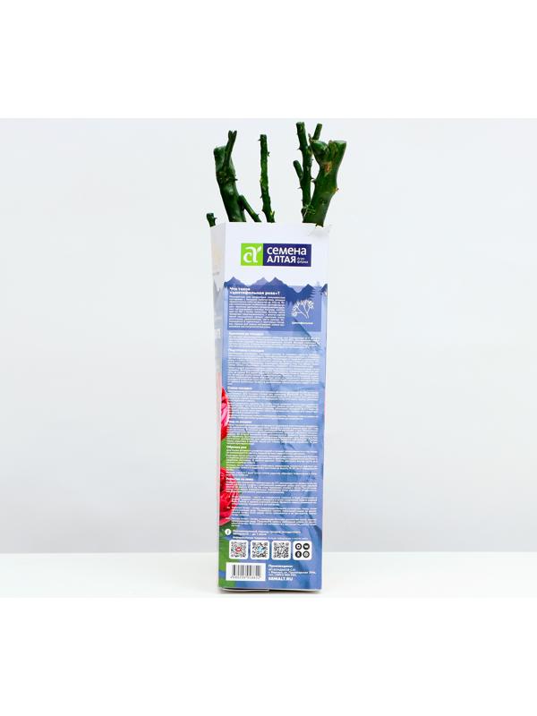 Саженец розы Анданте Весна 2024, 1 шт.