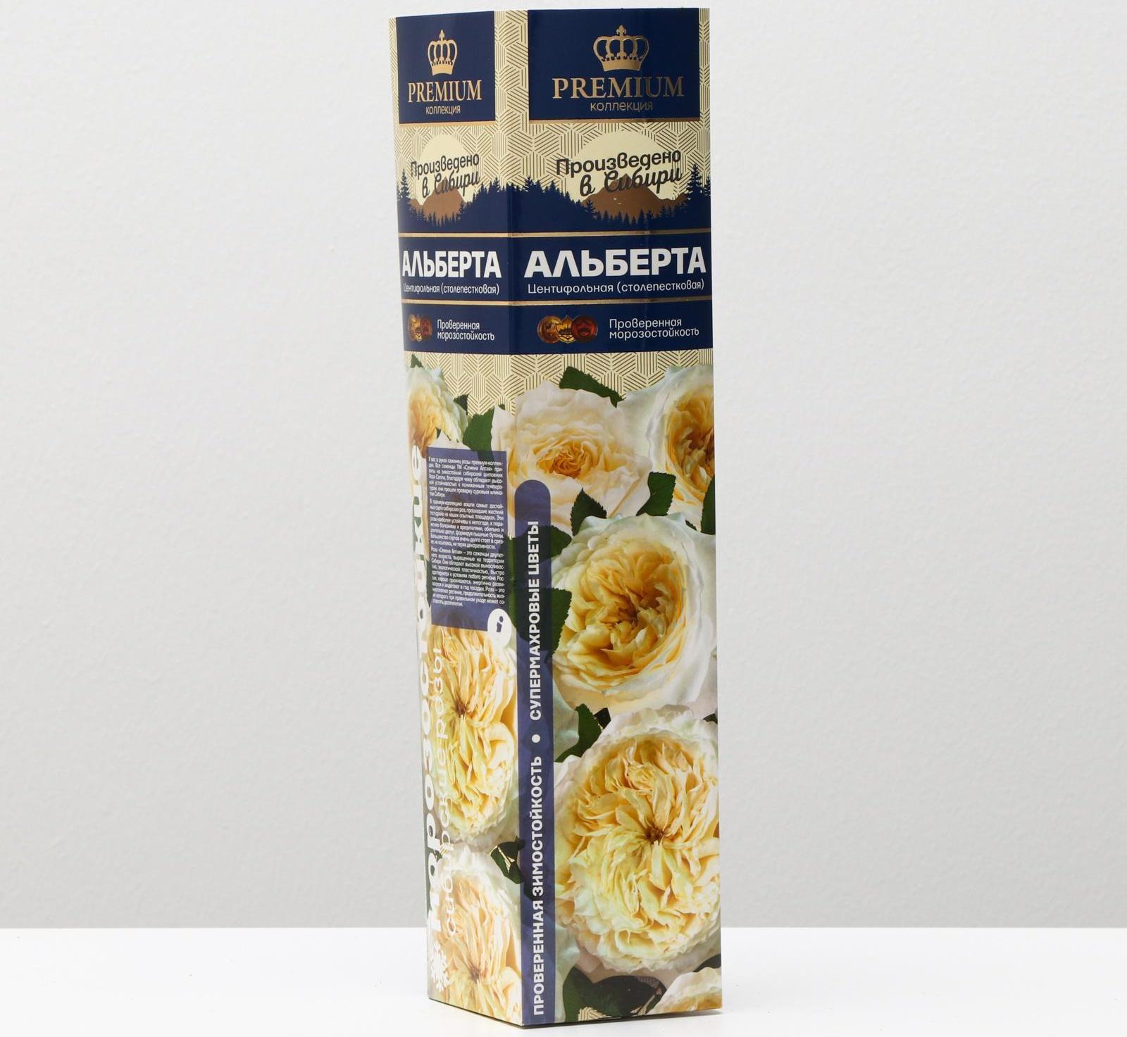 Саженец розы Альберта, 1 шт, Весна 2024