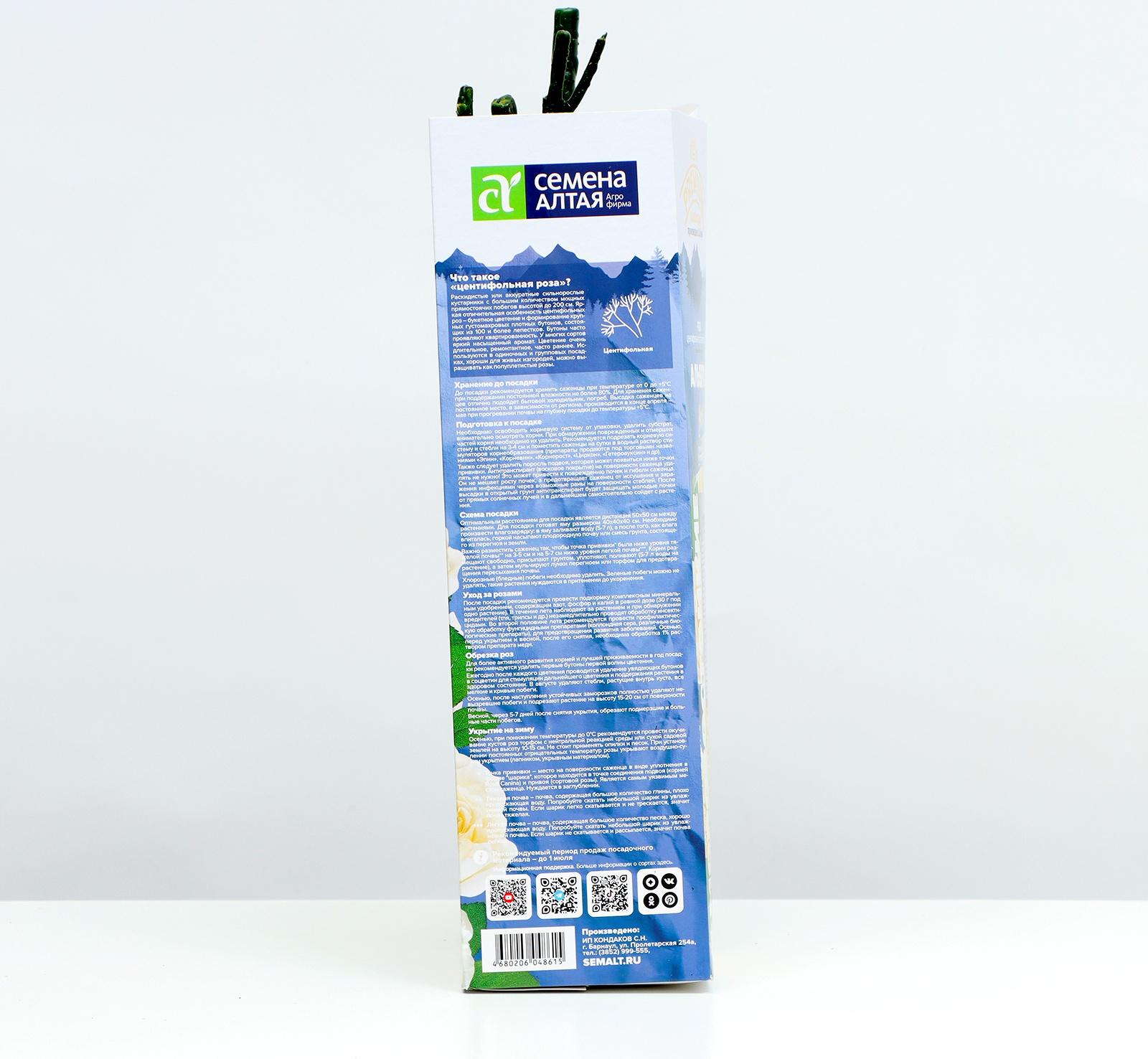 Саженец розы Альберта, 1 шт, Весна 2024