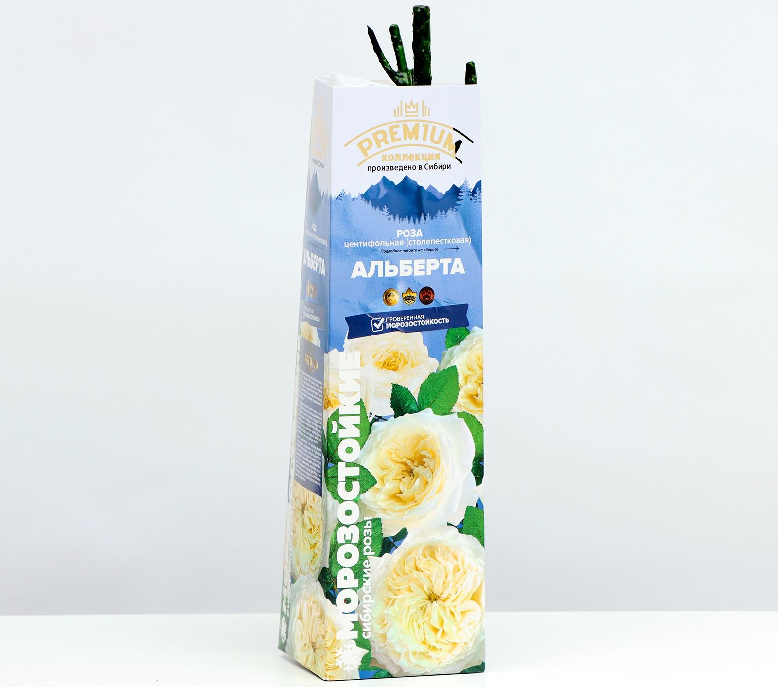 Саженец розы Альберта, 1 шт, Весна 2024