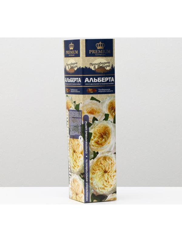 Саженец розы Альберта, 1 шт, Весна 2024