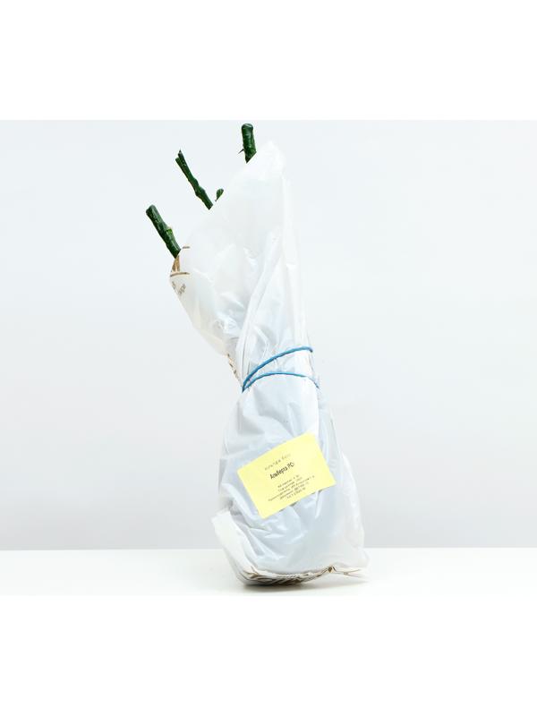 Саженец розы Альберта, 1 шт, Весна 2024