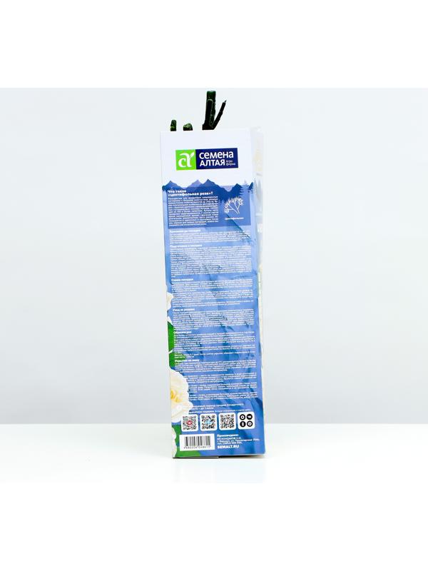 Саженец розы Альберта, 1 шт, Весна 2024