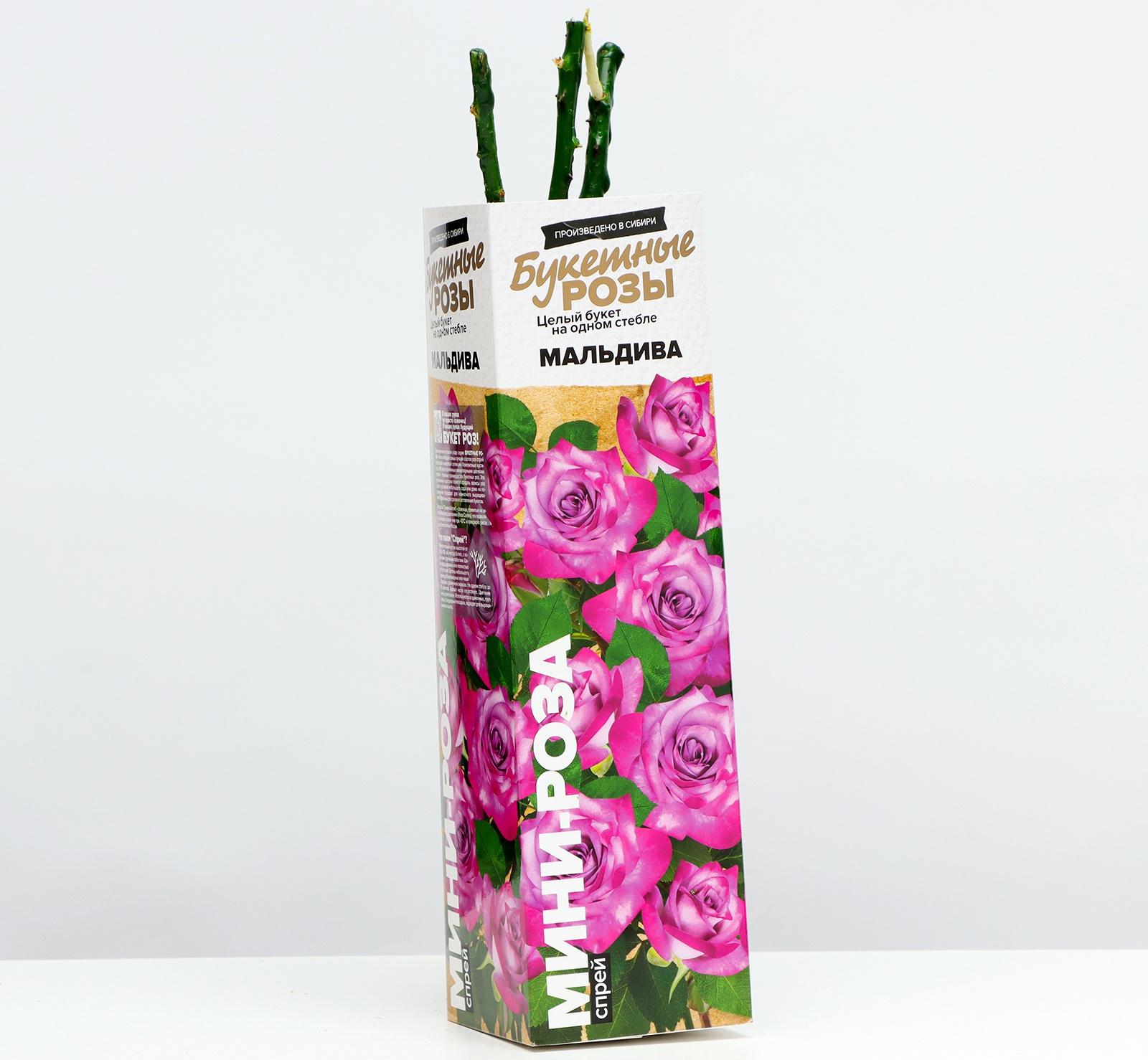 Саженец розы 