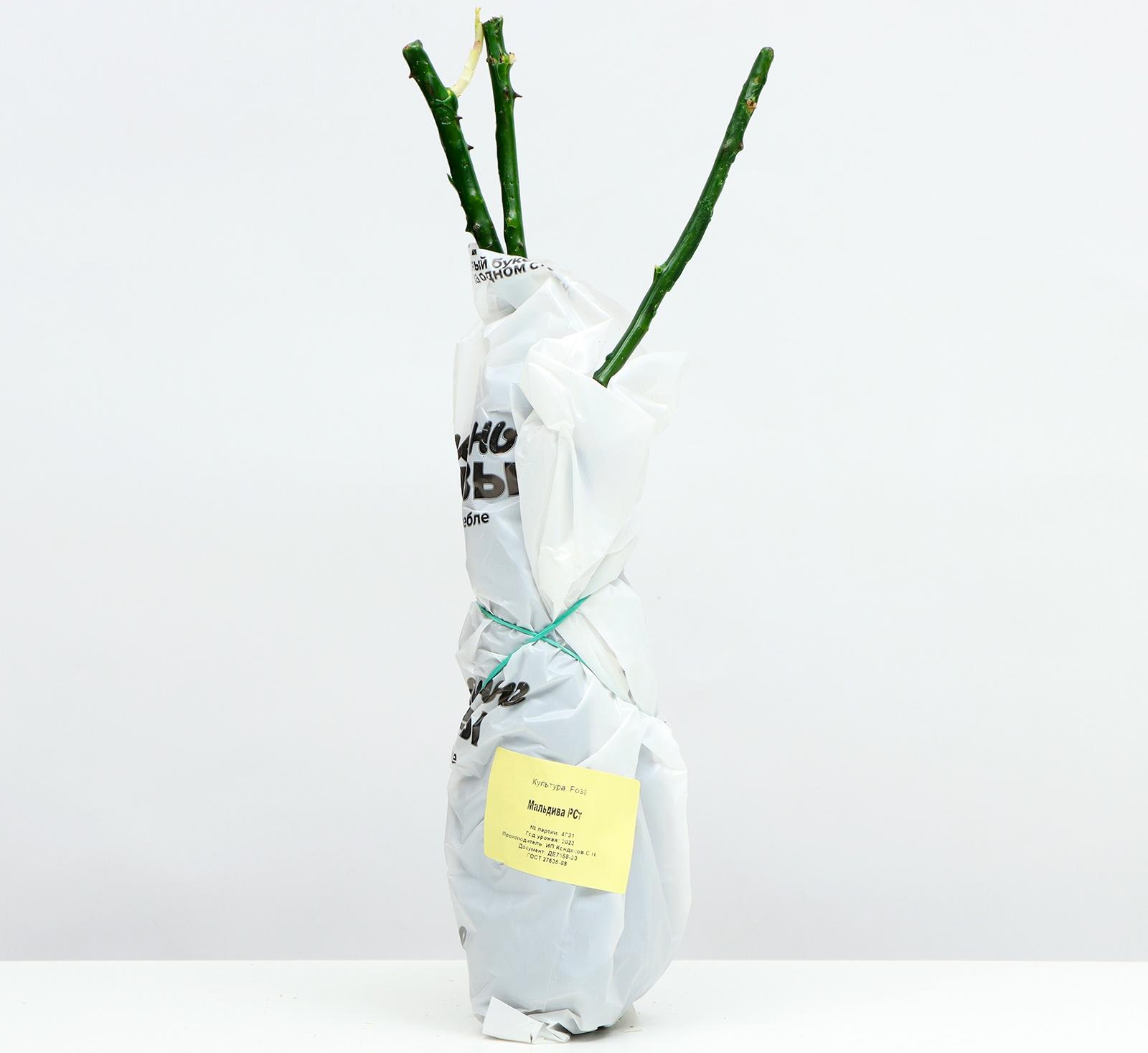 Саженец розы 