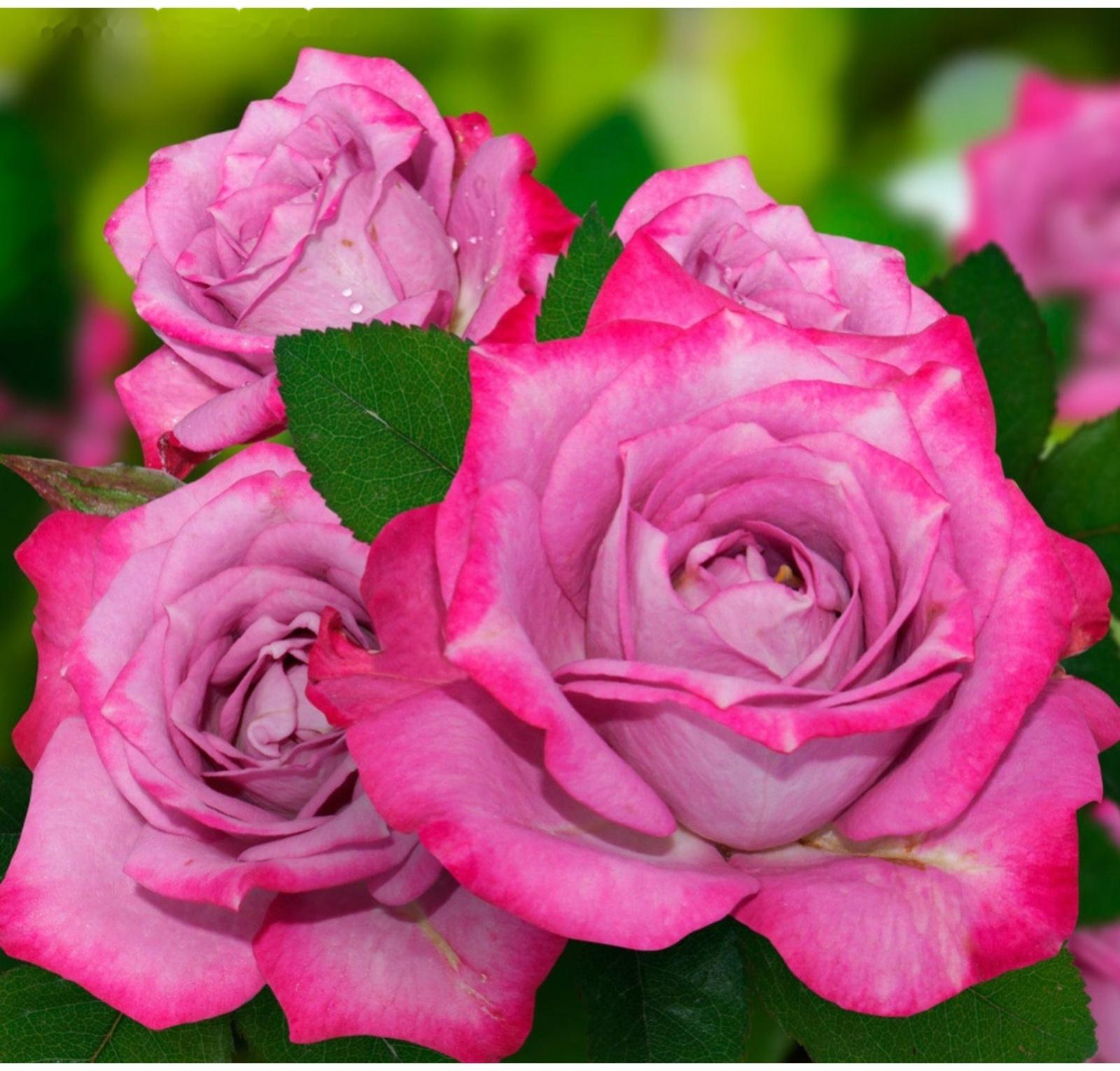 Саженец розы 