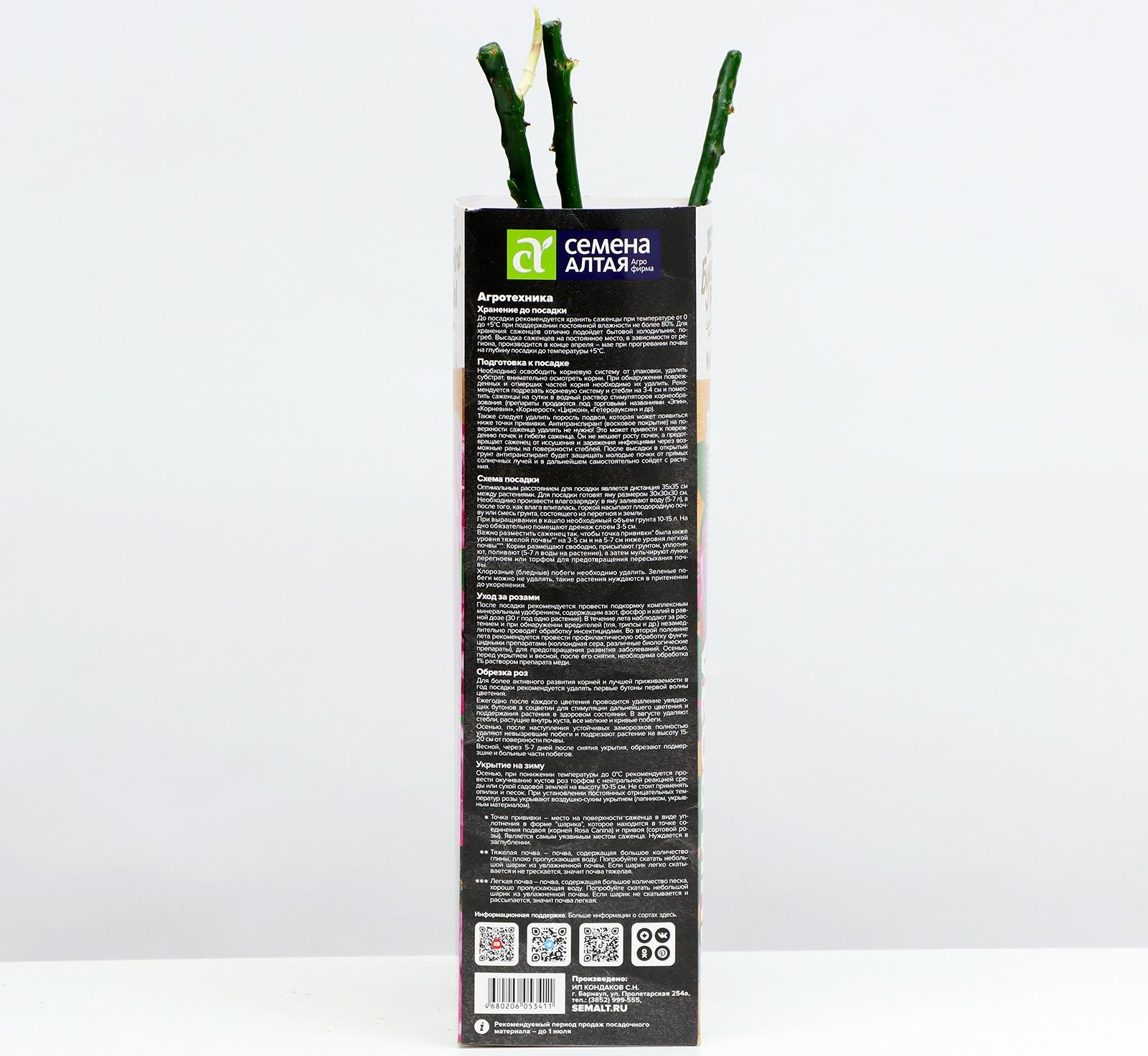 Саженец розы 